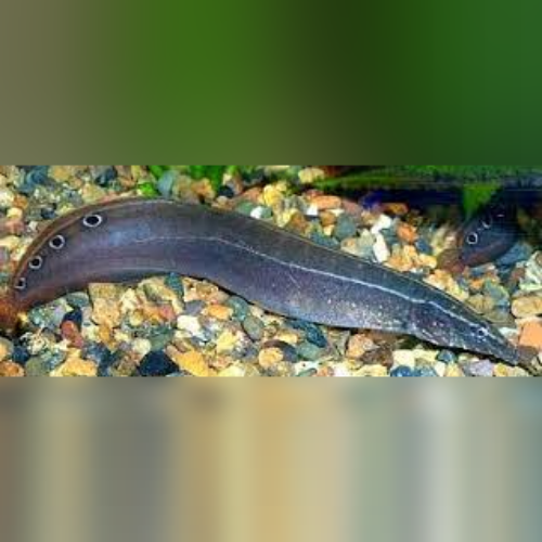 Peacock Eel