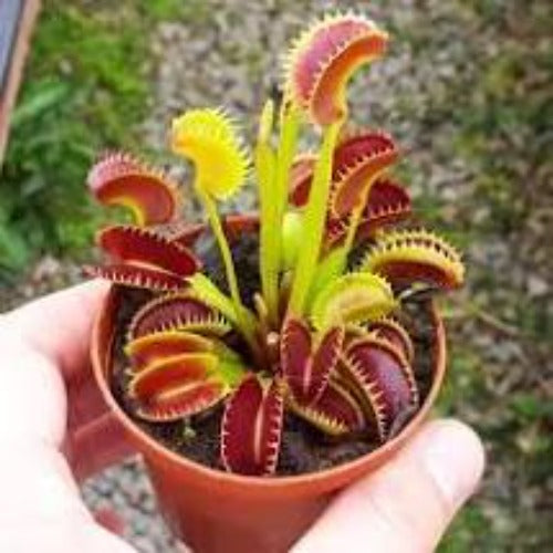 Venus Flytrap for sale – AquariumFish.com