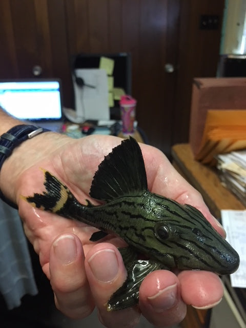 L-190 Royal Pleco