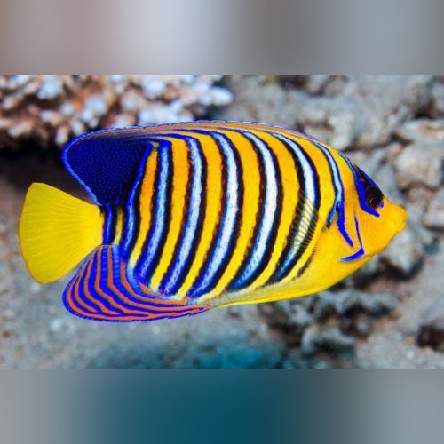 Regal Angelfish