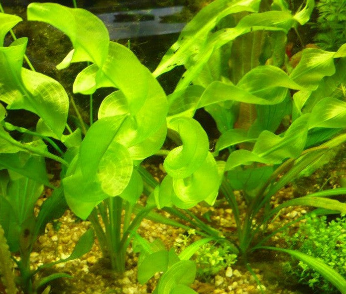 Ruffle for sale – AquariumFish.com