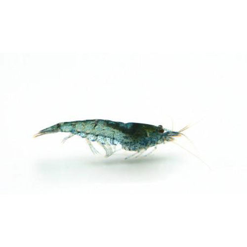 Blue Velvet Shrimp