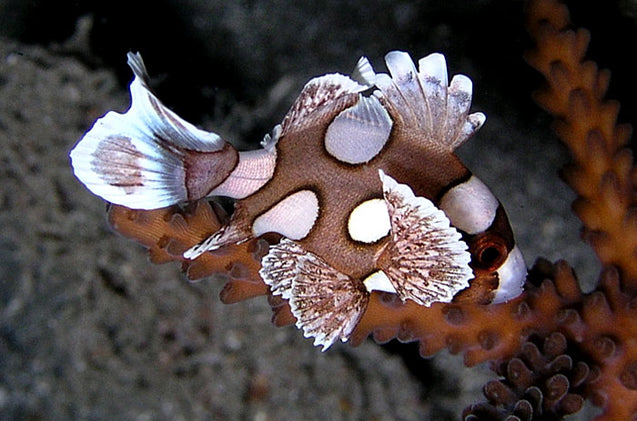 Spotted Sweetlips