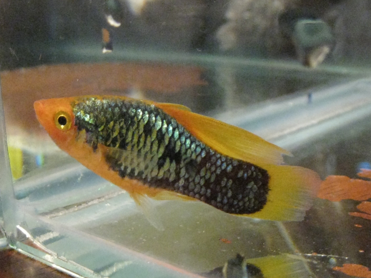 Red Tail Black Neon Variatus Platy