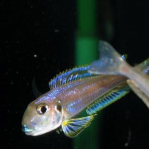 Xenotalapia bathyphilus