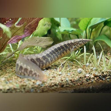 Freshwater Eels – Aquariumfish.com